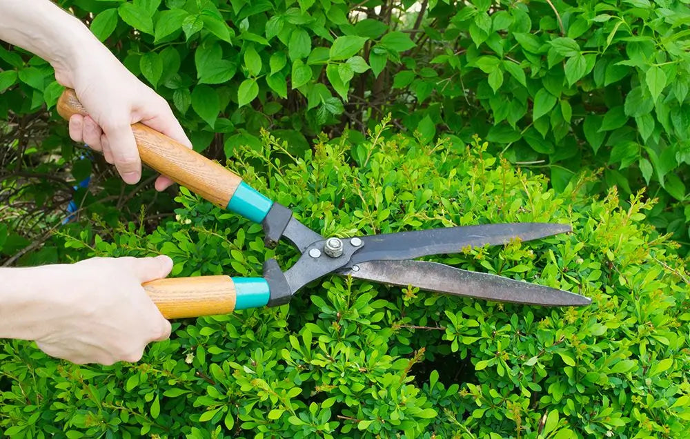 The Ultimate Guide to Intimate Grooming: Hygiene, Bacteria Prevention & Skin Health - Thouren